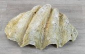 GIANT CLAM SHELLVintage tridac