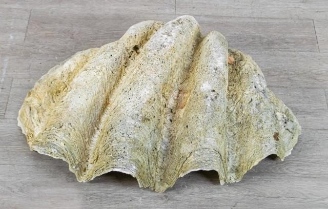 GIANT CLAM SHELLVintage tridacna