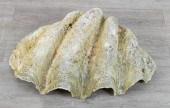 GIANT CLAM SHELLVintage tridac