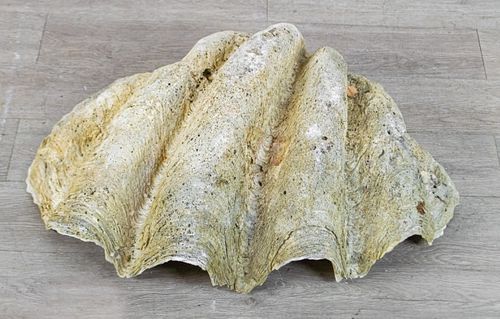 GIANT CLAM SHELLVintage tridacna
