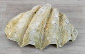 GIANT CLAM SHELLVintage tridac