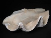 Giant natural clam shell from