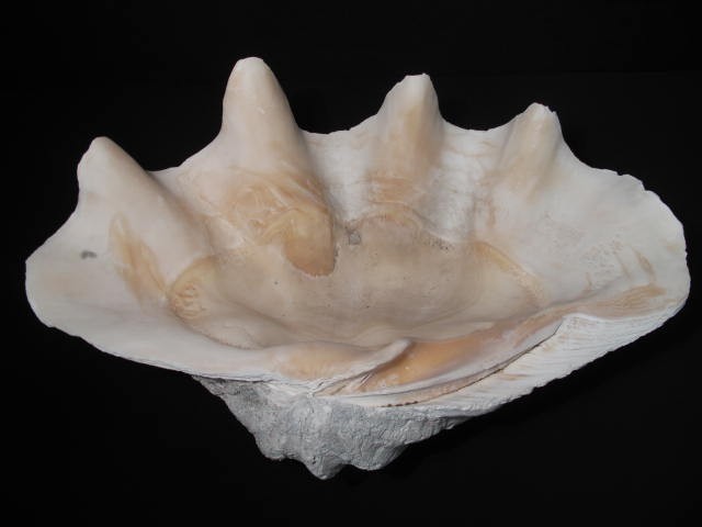 Giant natural clam shell from the