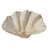 GIANT NATURAL TRIDACNA GIGAS 1