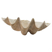 GIANT NATURAL TRIDACNA GIGAS M