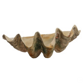 GIANT NATURAL TRIDACNA GIGAS M