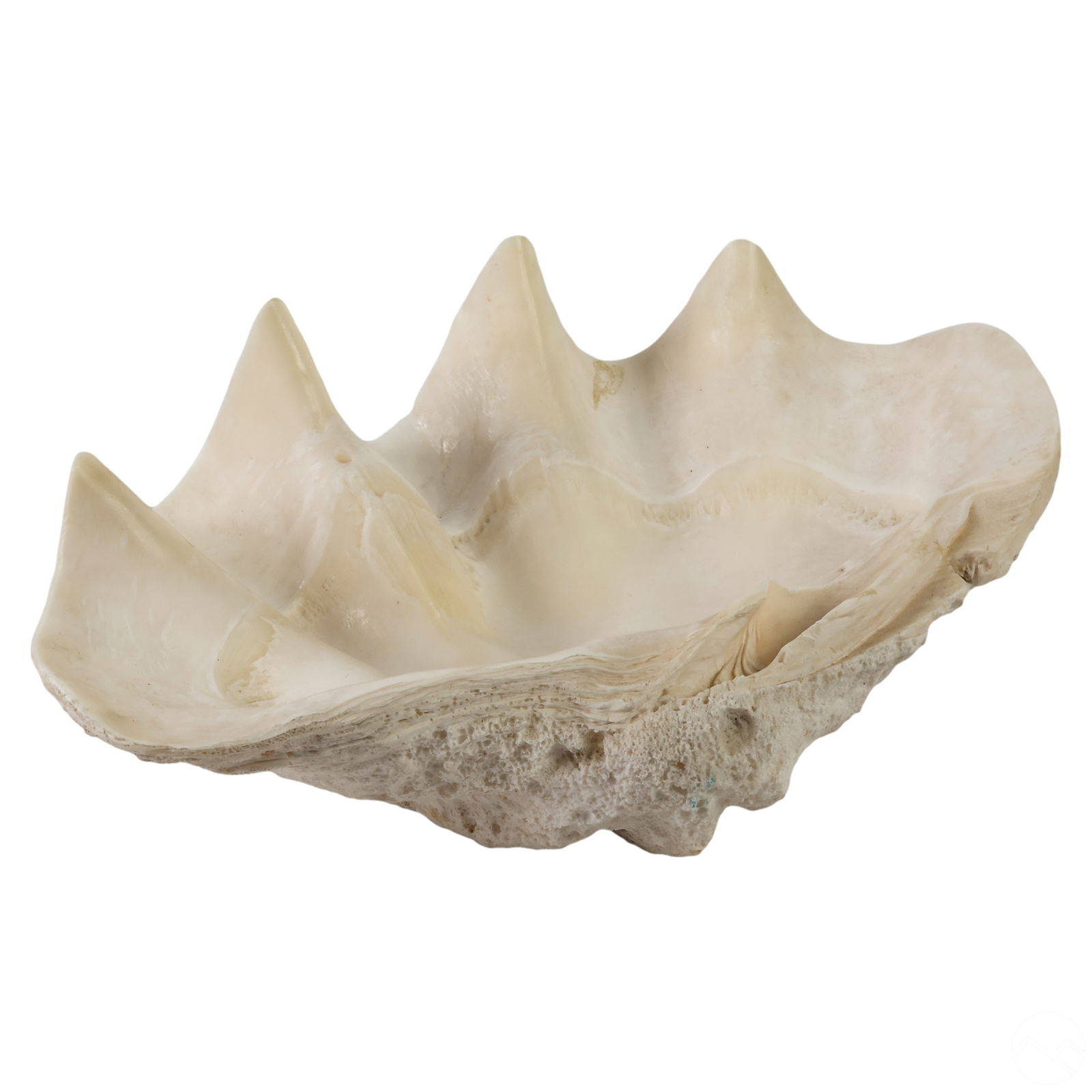 GIANT NATURAL TRIDACNA GIGAS MARINE