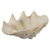 GIANT NATURAL TRIDACNA GIGAS M