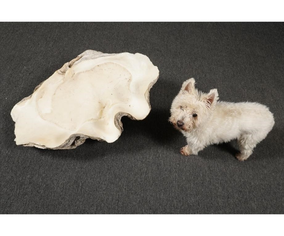 Giant South Pacific clam shell