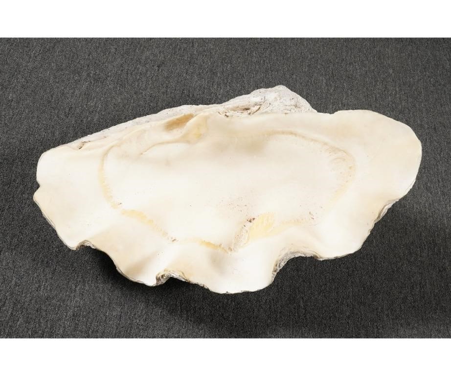 Giant South Pacific clam shell