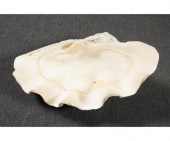 Giant South Pacific clam shell