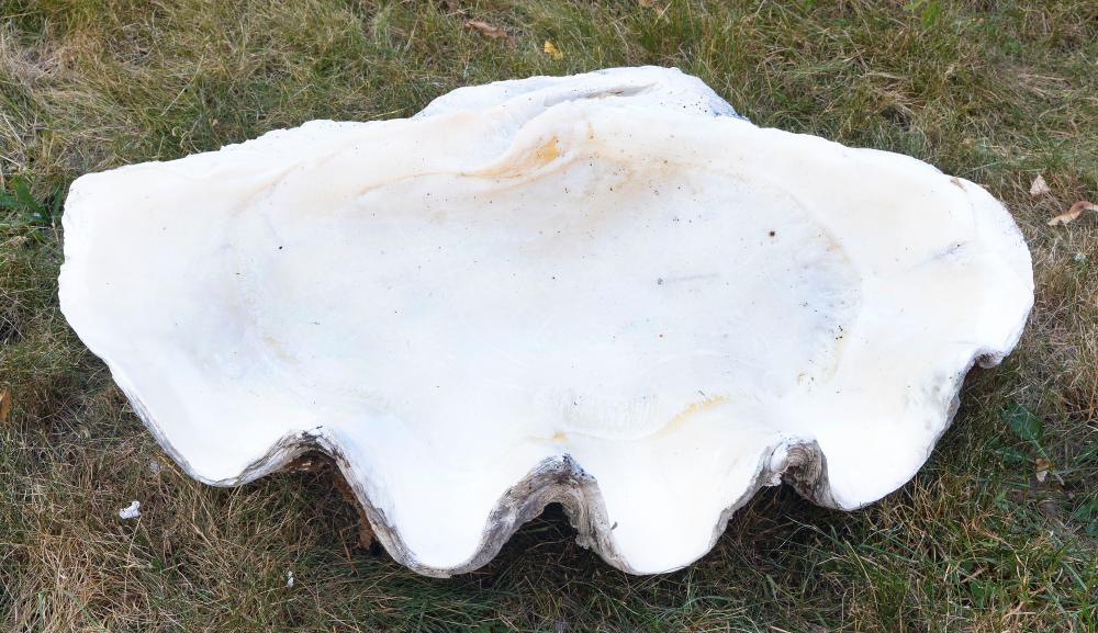 GIANT SOUTH SEAS CLAM SHELL