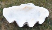 GIANT SOUTH SEAS CLAM SHELL LE
