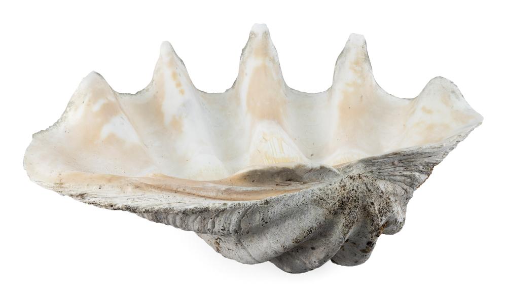 GIANT SOUTH SEAS CLAM SHELL
