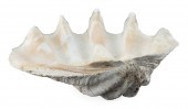 GIANT SOUTH SEAS CLAM SHELL LE