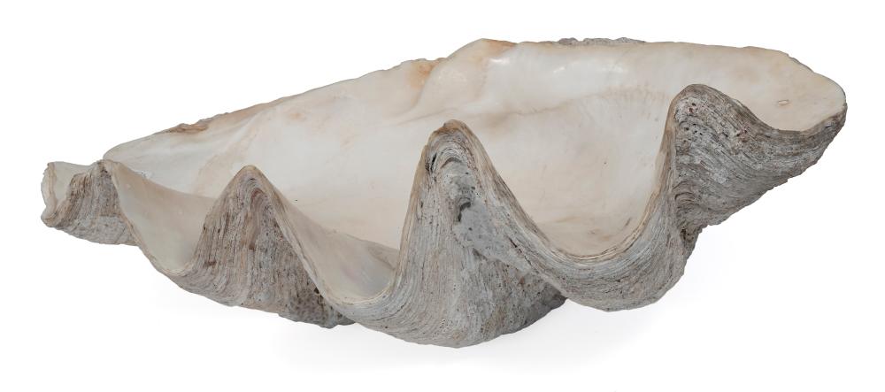 GIANT SOUTH SEAS CLAM SHELL