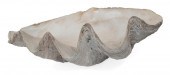 GIANT SOUTH SEAS CLAM SHELL LE