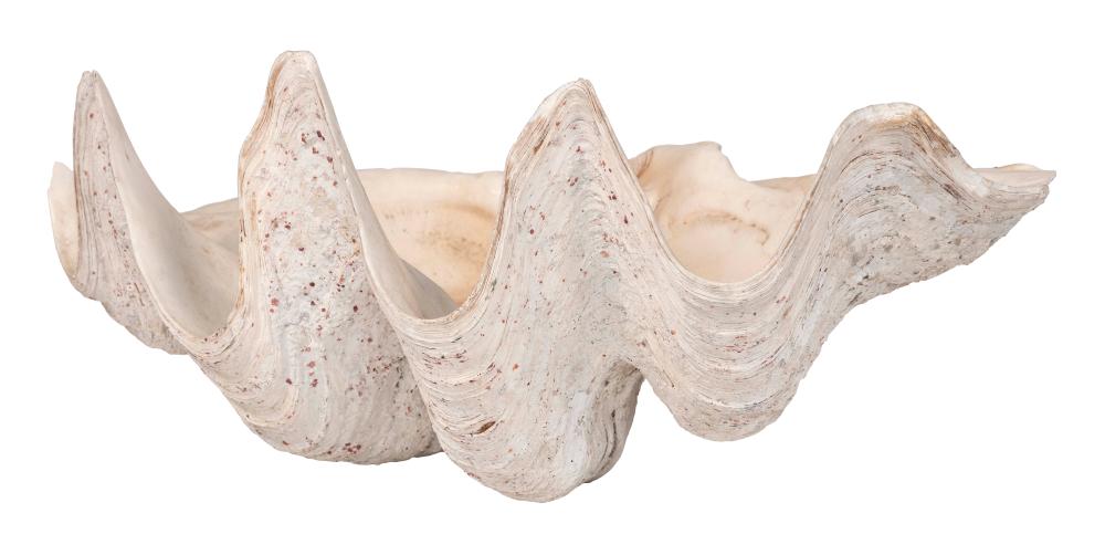 GIANT TRIDACNA CLAM SHELL EARLY