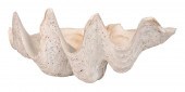 GIANT TRIDACNA CLAM SHELL EARL