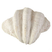 GIANT TRIDACNA GIGAS NATURAL M