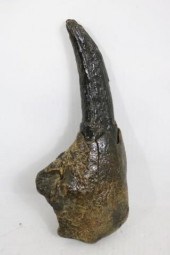 GIGANTIC 15" PLEISTOCENE TOOTH