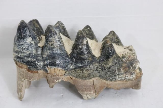 GIGANTIC PREHISTORIC PLEISTOCENE