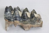 GIGANTIC PREHISTORIC PLEISTOCE