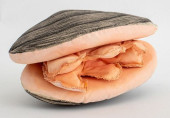 GILLIAN BRADSHAW-SMITH CLAMS S