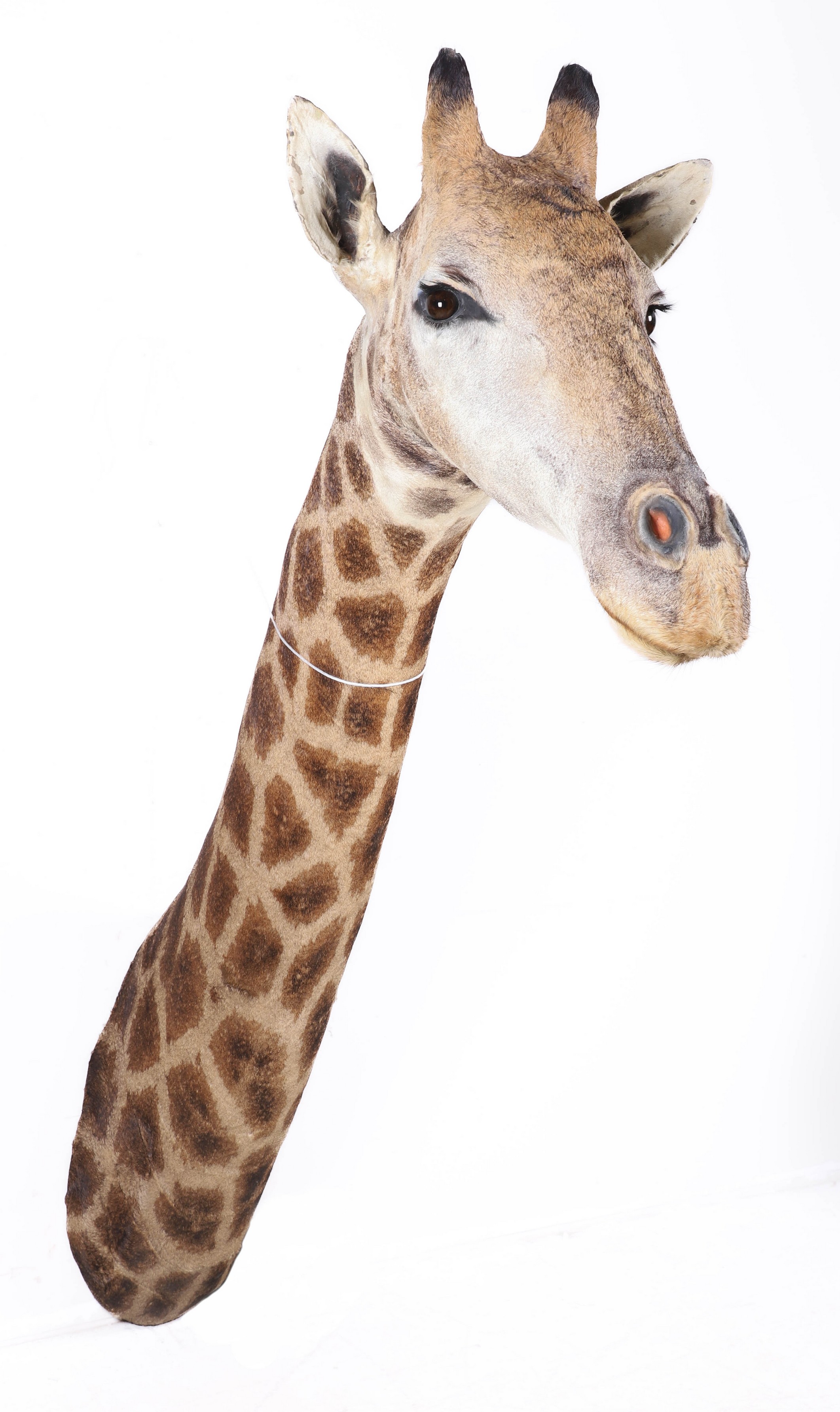 Giraffe shoulder mount, 8'h x 3'd x