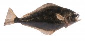 GLAZED POTTERY FISH PLAQUE Lif