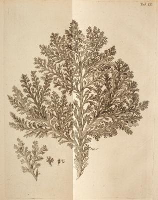 Gmelin (Samuel Gottlieb) Historia