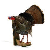 GOBBLING TURKEY ON ROOST TAXID