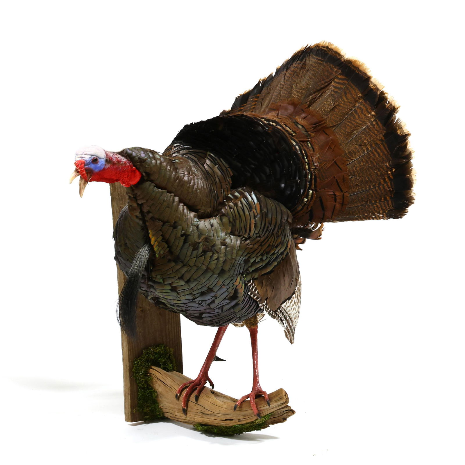 GOBBLING TURKEY ON ROOST