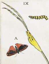 GOEDAERT (J) METAMORPHOSIS ET