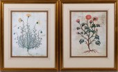 , GOLDEN CHRYSANTHEMUM AND RED