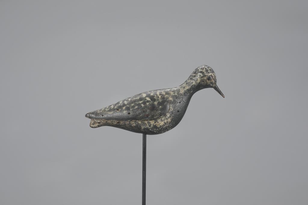 GOLDEN PLOVER WITH RAISED WINGSCape