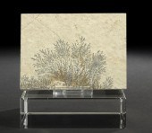 Good Specimen of a Fossilized