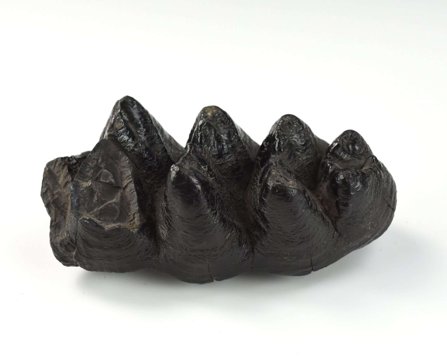 GORGEOUS BLACK MASTODON TOOTH