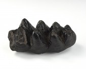 GORGEOUS BLACK MASTODON TOOTH