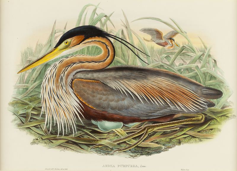 Gould and Richter ''Ardea