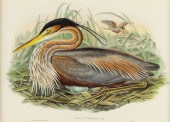 Gould and Richter ''Ardea Purp