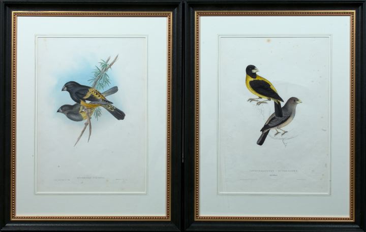 Gould and Richter (British, 19th