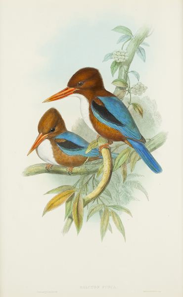 Gould and Richter ''Halcyon