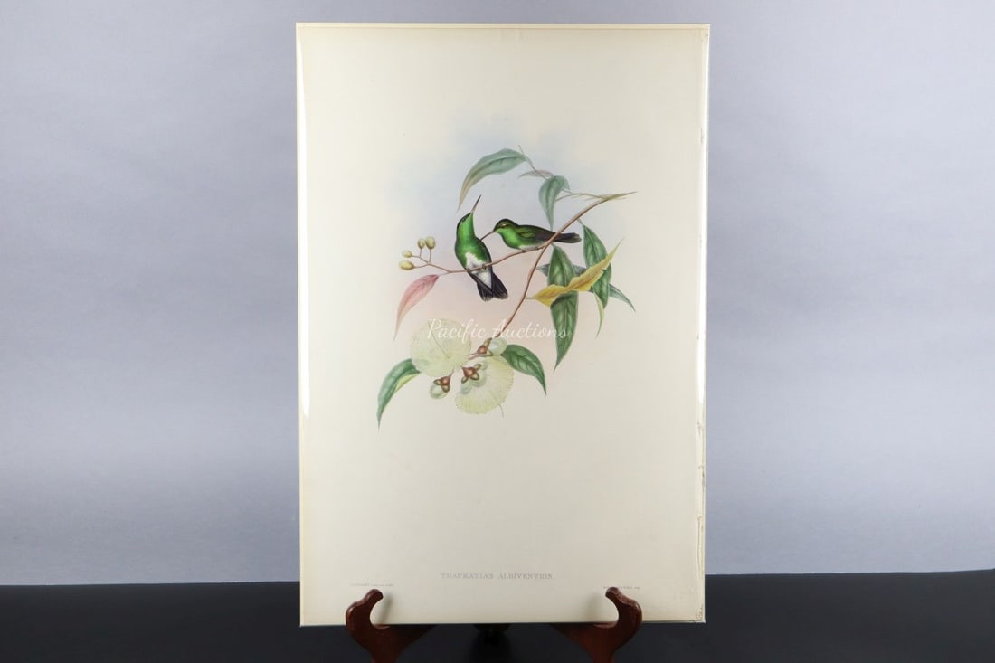GOULD HUMMINGBIRDS HAND-COLORED