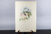 GOULD HUMMINGBIRDS HAND-COLORE