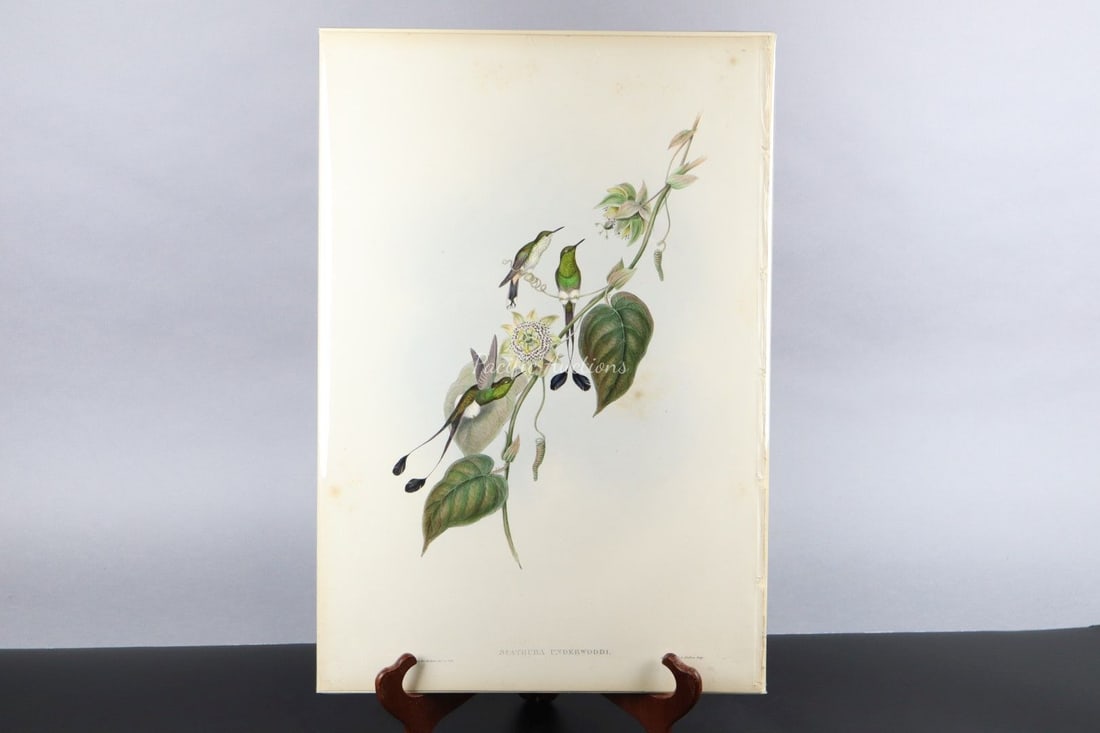 GOULD HUMMINGBIRDS HAND-COLORED