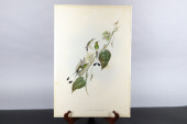 GOULD HUMMINGBIRDS HAND-COLORE
