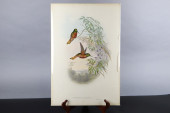 GOULD HUMMINGBIRDS HAND-COLORE