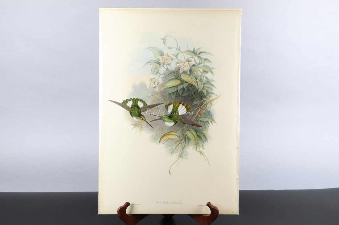 GOULD HUMMINGBIRDS HAND-COLORED