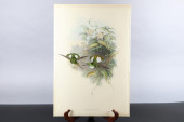 GOULD HUMMINGBIRDS HAND-COLORE